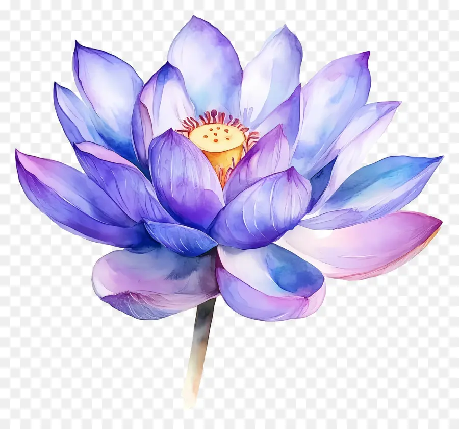 Suluboya Lotus，Nilüfer Çiçeği PNG