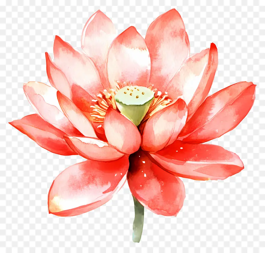 Suluboya Lotus，Pembe Lotus Çiçeği PNG