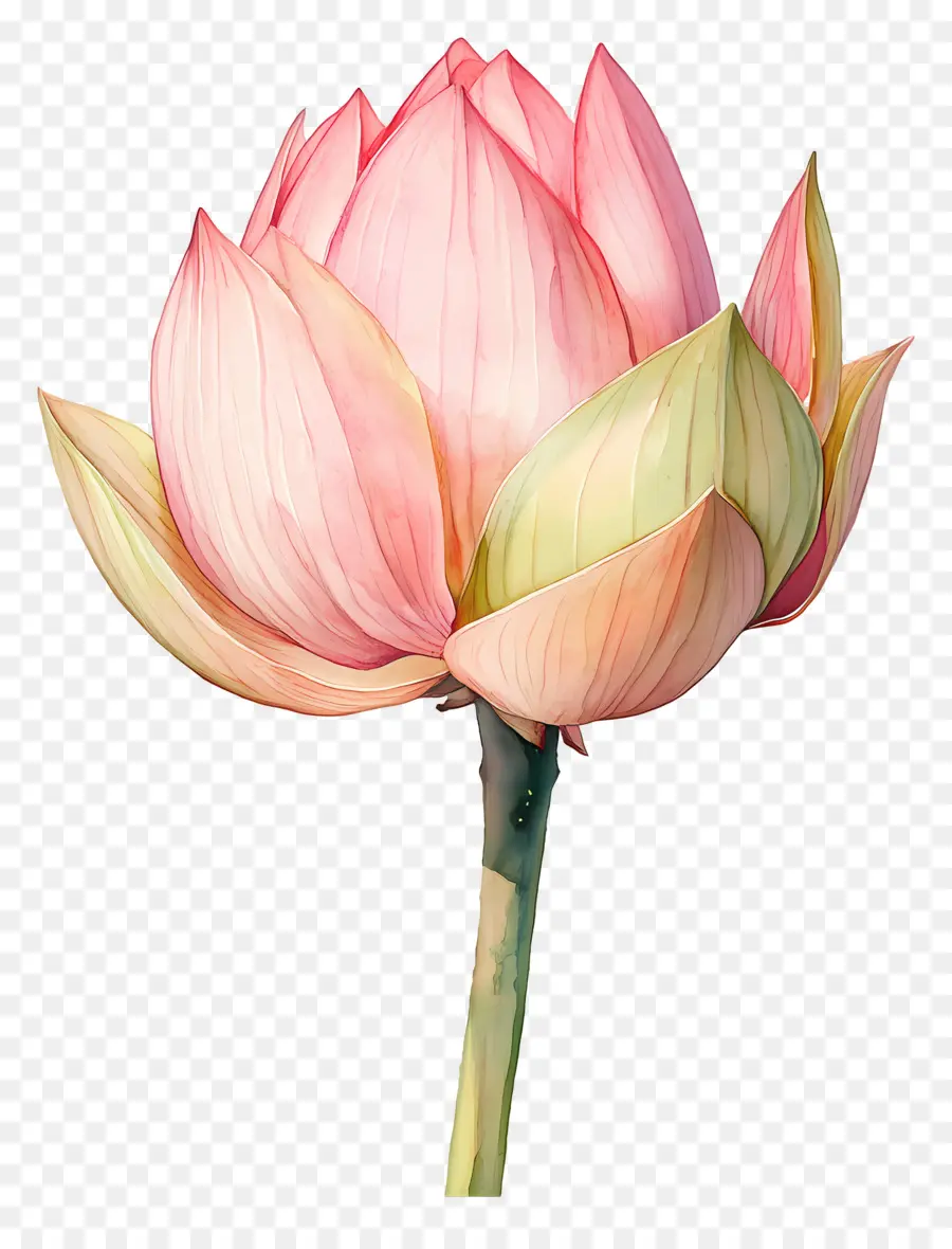 Suluboya Lotus，Pembe Lotus PNG