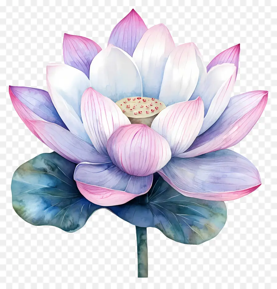 Suluboya Lotus，Nilüfer Çiçeği PNG