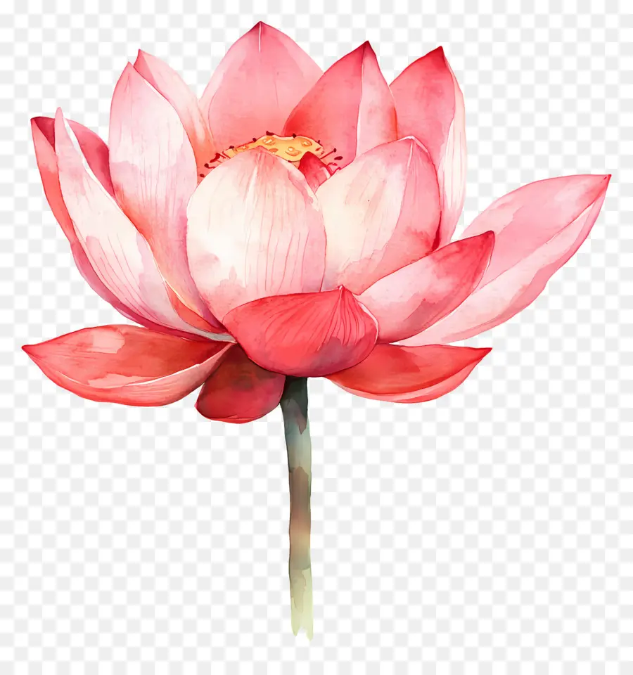 Suluboya Lotus，Pembe Lotus PNG