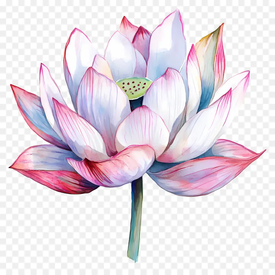 Suluboya Lotus，Nilüfer Çiçeği PNG