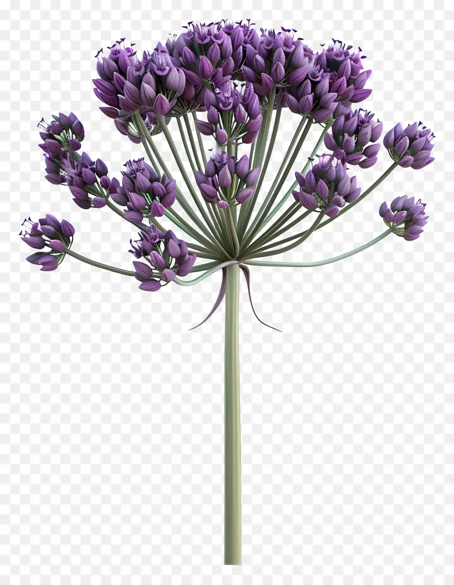 3d Allium çiçeği，Mor Çiçek PNG