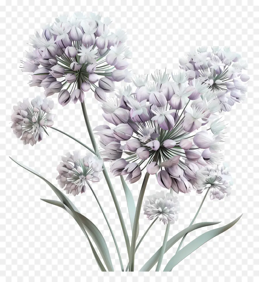 3d Allium çiçeği，Mor Çiçek PNG