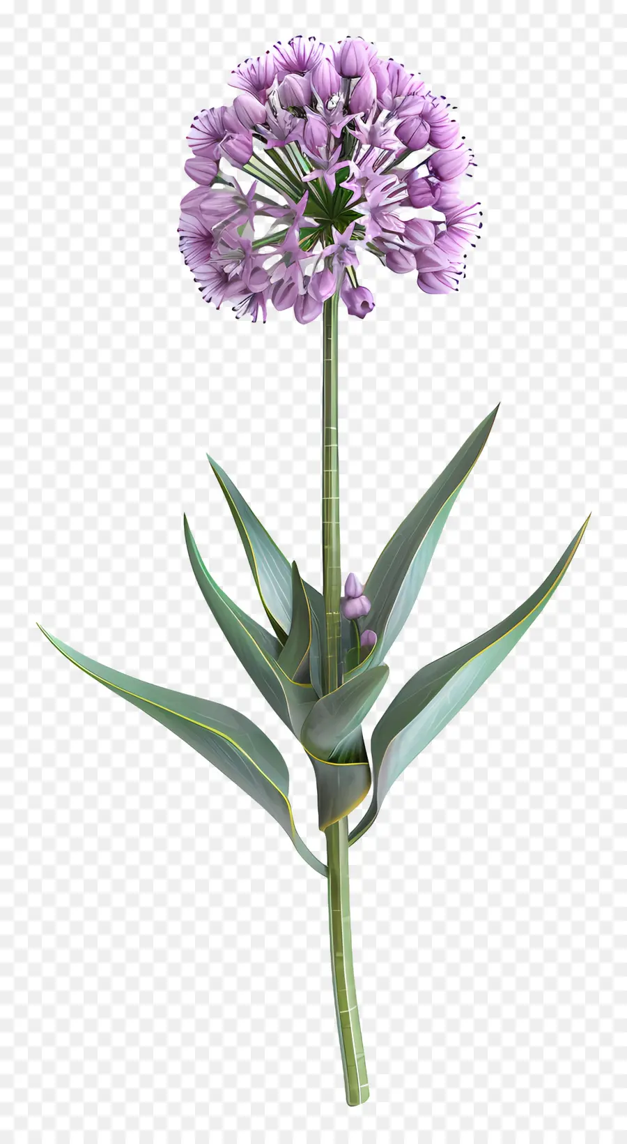 3d Allium çiçeği，Tek Mor Çiçek PNG