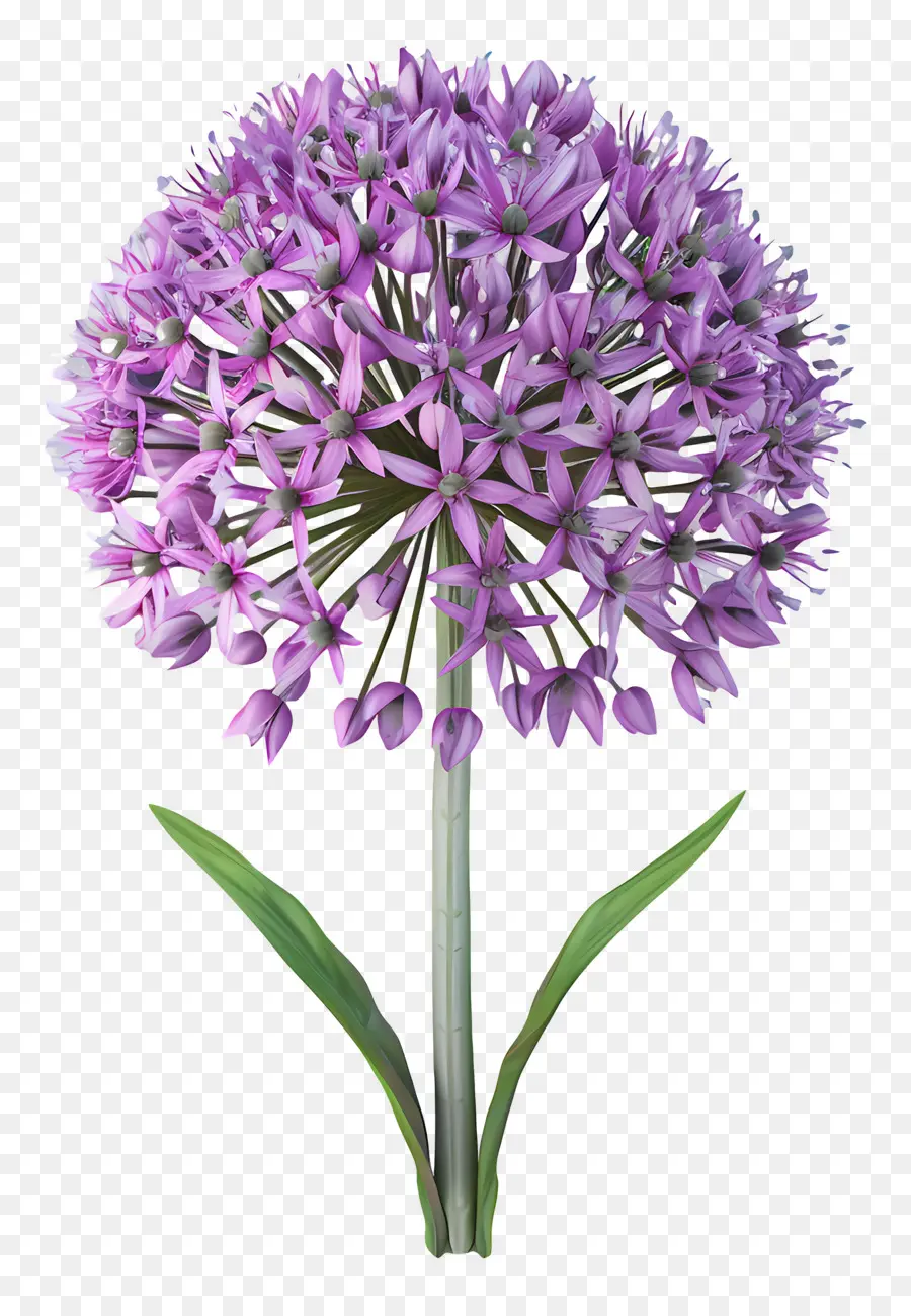 3d Allium çiçeği，Mor Çiçekler PNG