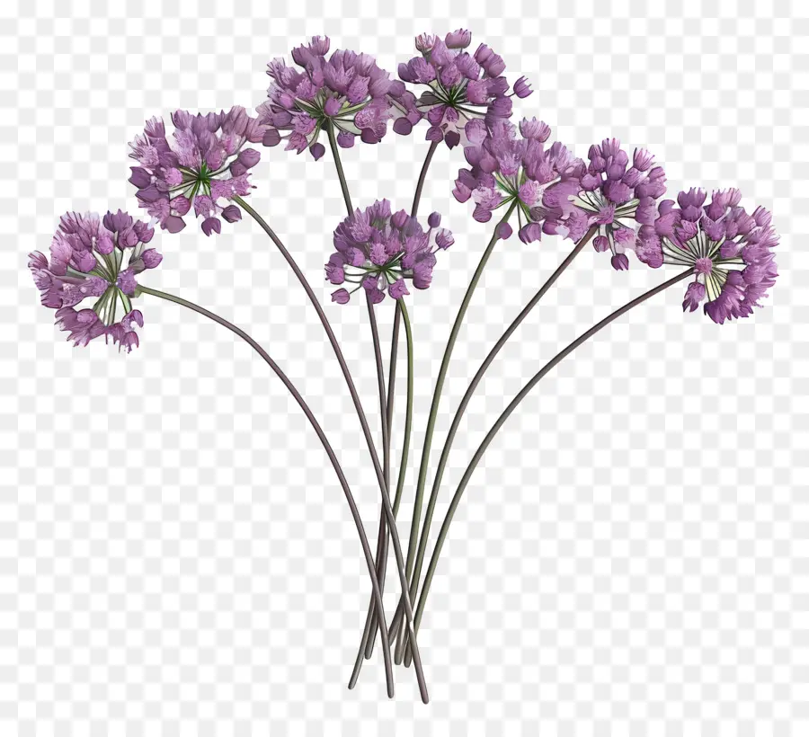 3d Allium çiçeği，Mor Çiçekler PNG