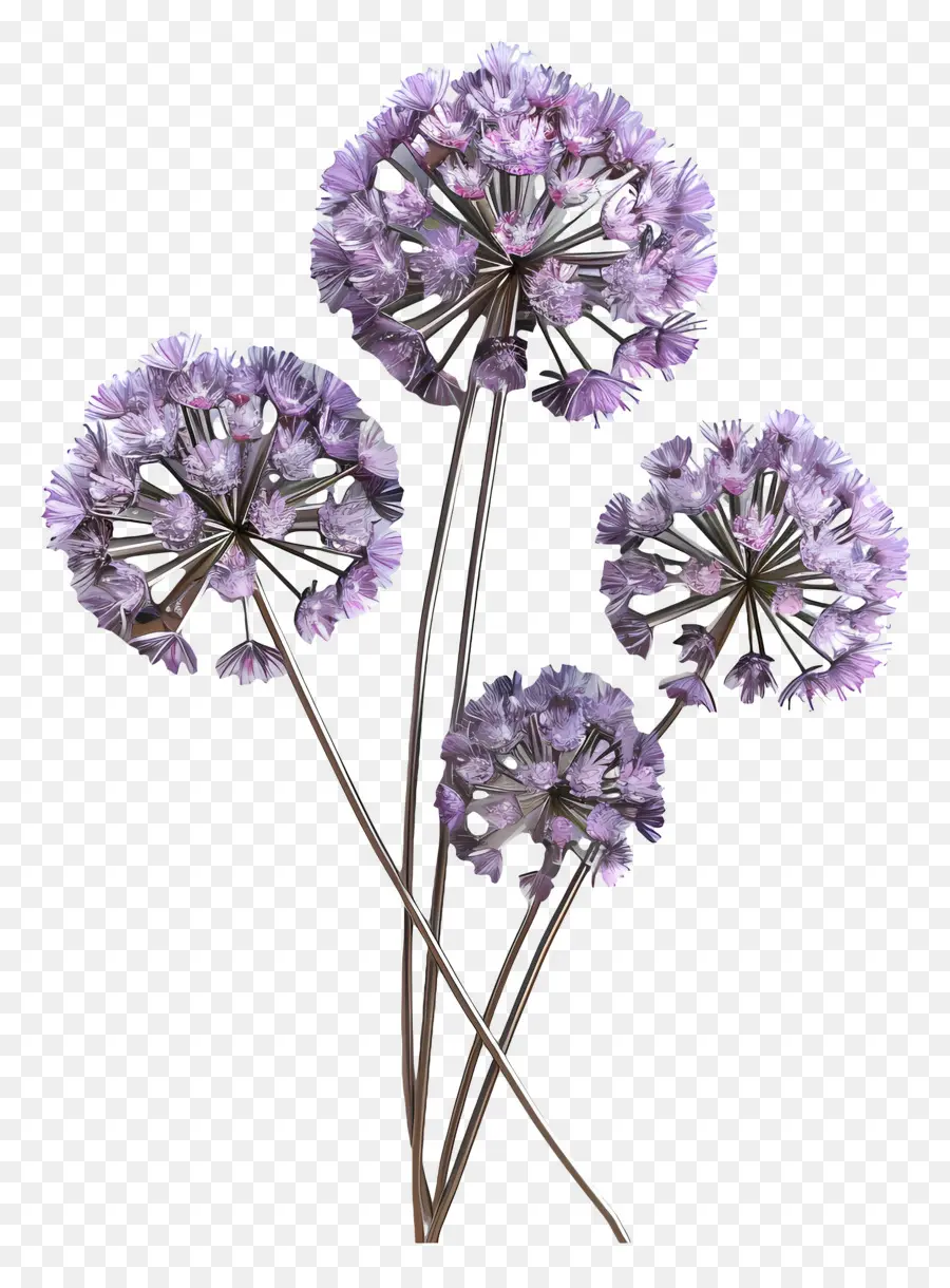 3d Allium çiçeği，Mor Çiçekler PNG