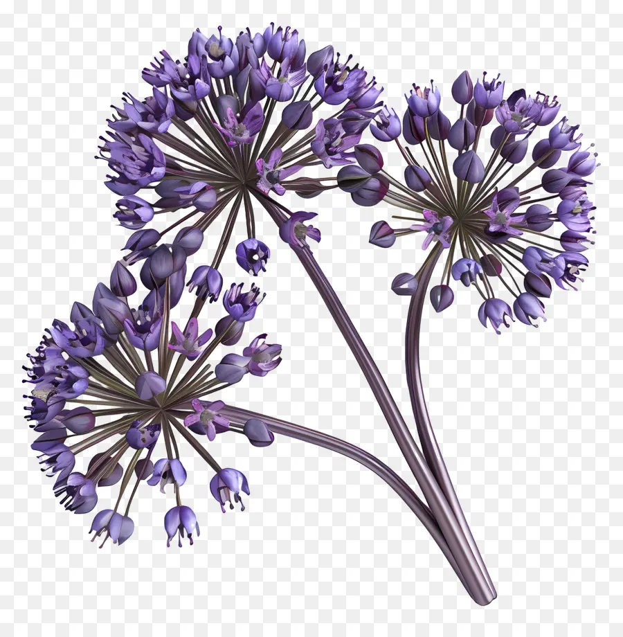 3d Allium çiçeği，Mor Çiçek Salkımı PNG