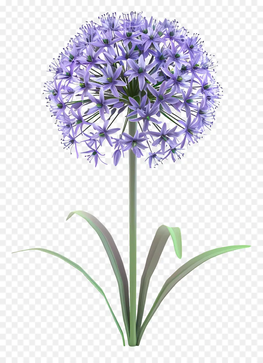 3d Allium çiçeği，Tek Mor Çiçek PNG