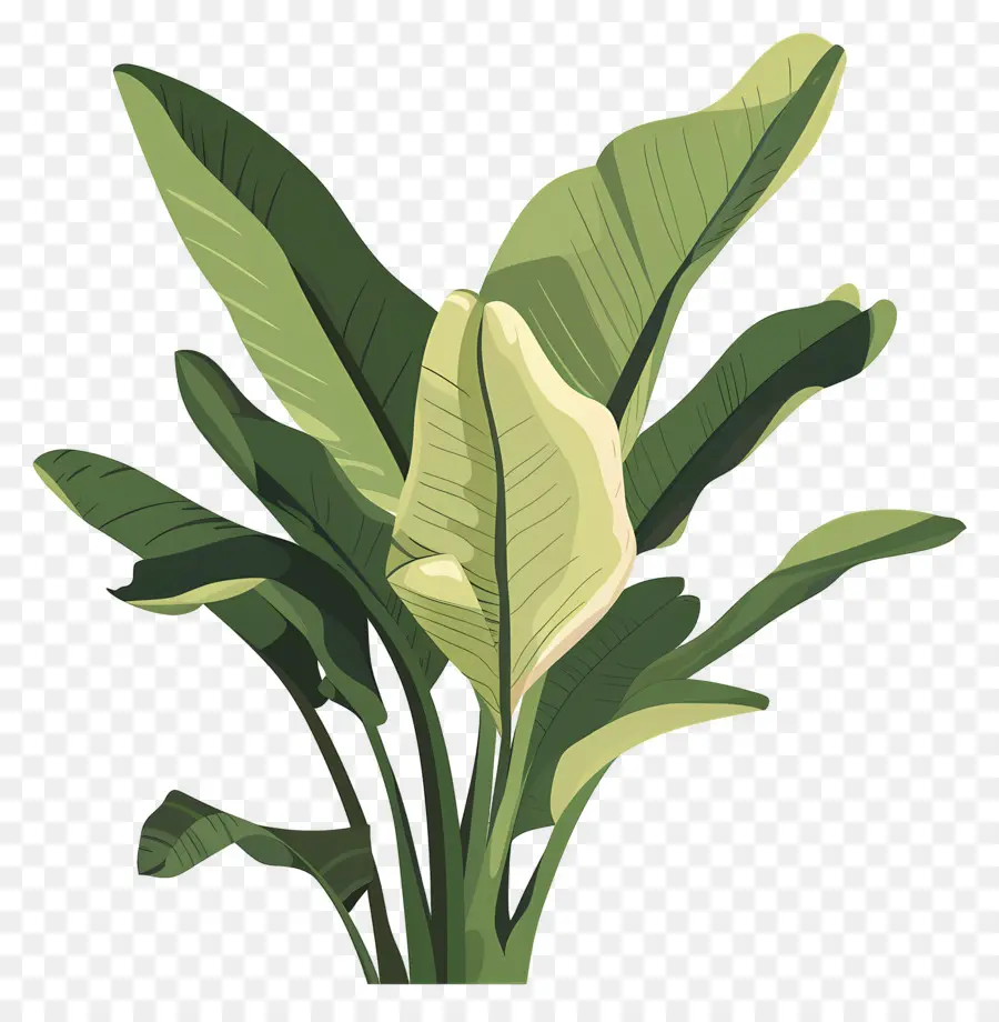 Muz Yaprakları，Tek Beyaz Calla Lily PNG