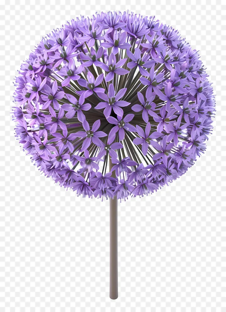 3d Allium çiçeği，Mor Alyum PNG