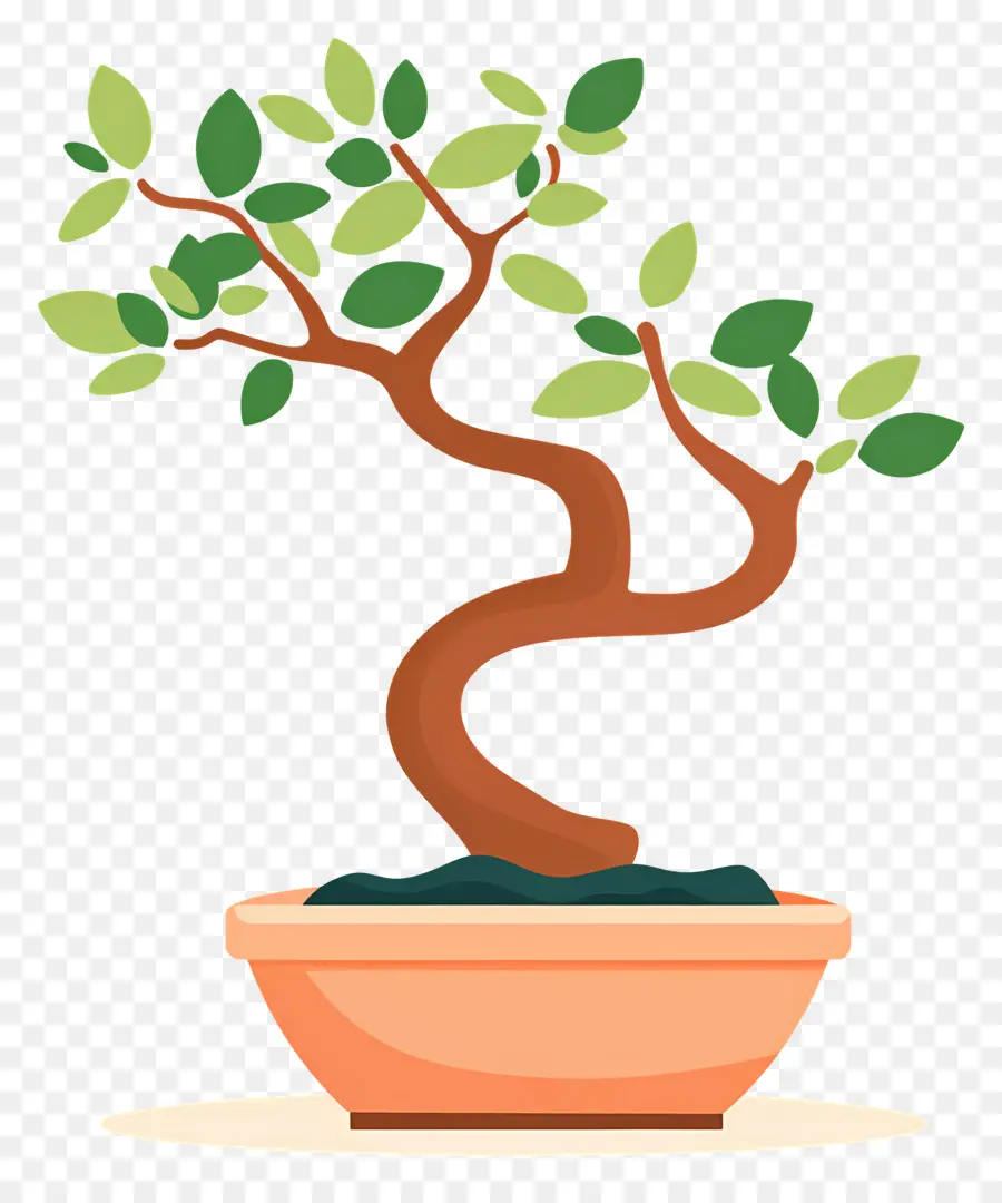 Bonsai Ağacı，Bitki PNG