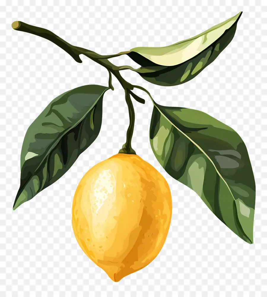 Suluboya Limon，Limon PNG