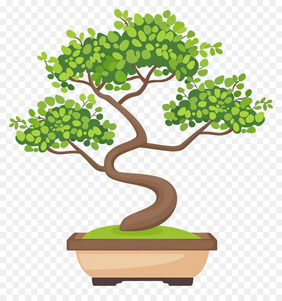 Bonsai Ağacı，Bitki PNG