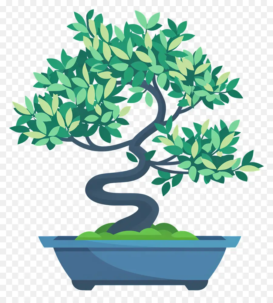 Bonsai Ağacı，Bitki PNG