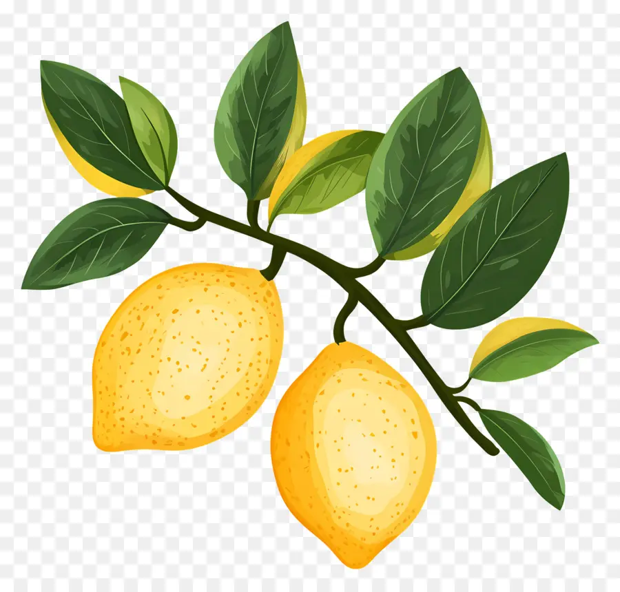 Suluboya Limon，Sarı Limon PNG