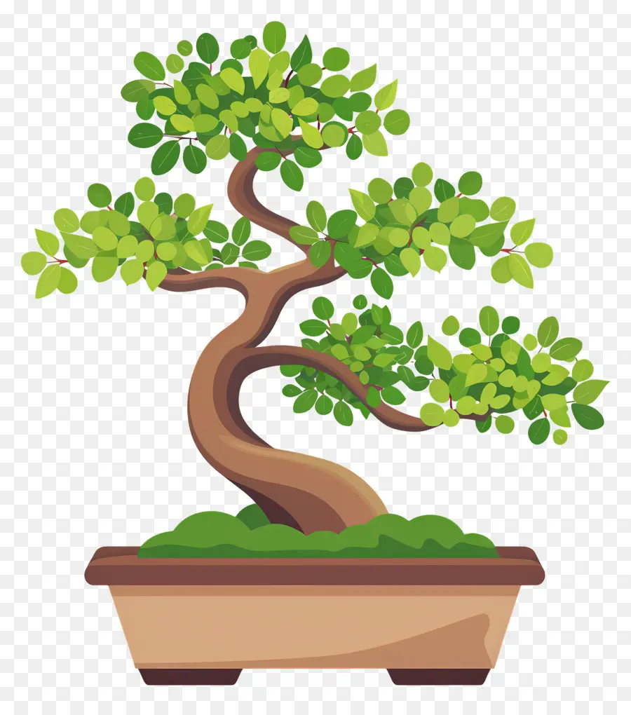 Bonsai Ağacı，Bitki PNG