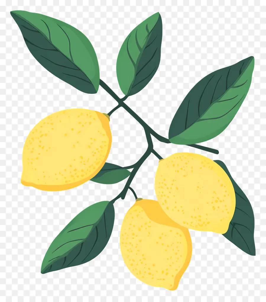 Suluboya Limon，Sarı Limon PNG