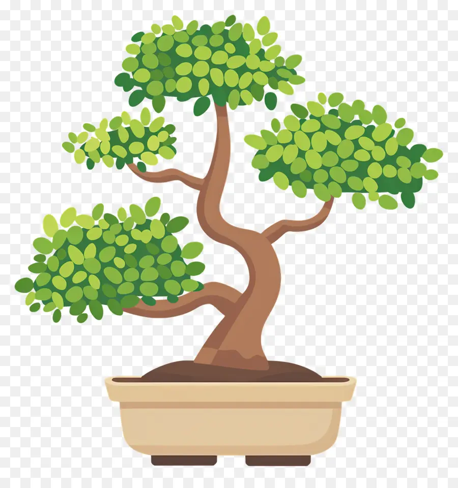 Bonsai Ağacı，Bitki PNG