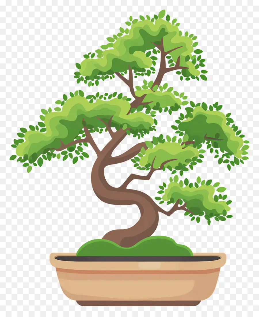 Bonsai Ağacı，Bitki PNG