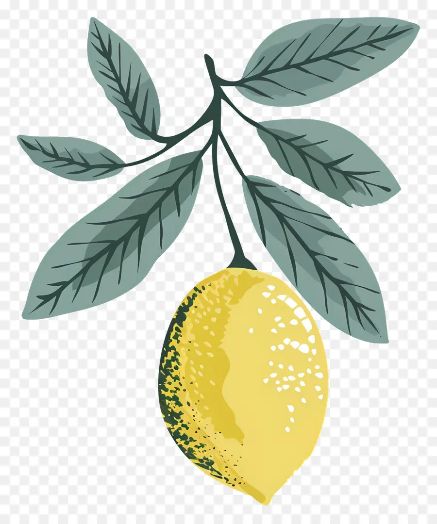 Suluboya Limon，Limonlar PNG