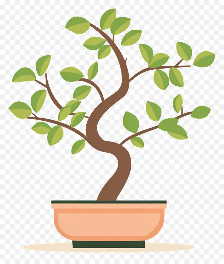 Bonsai Ağacı，Bitki PNG