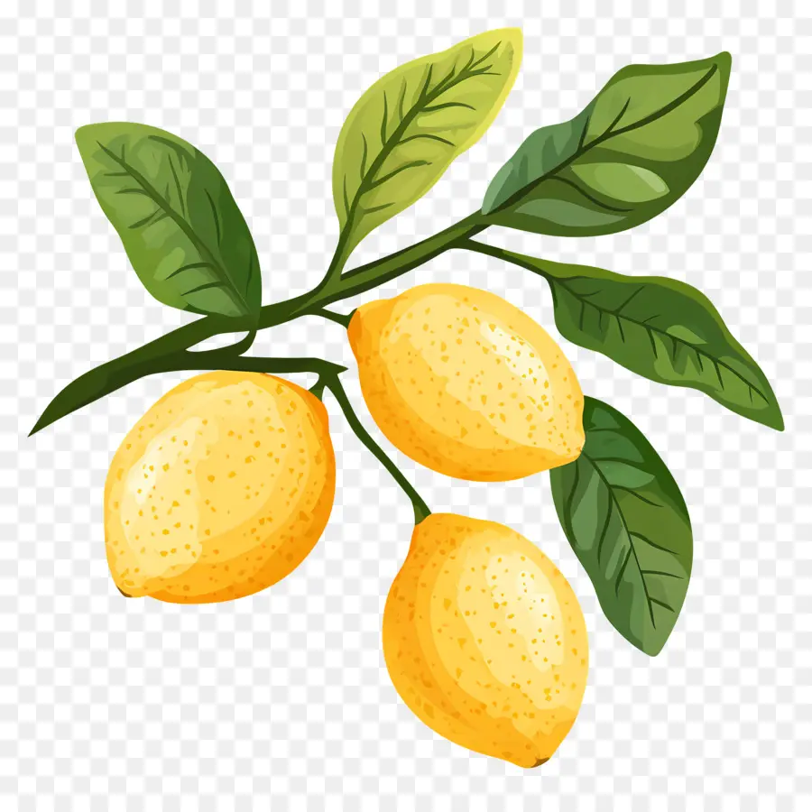 Suluboya Limon，Sarı Limonlar PNG