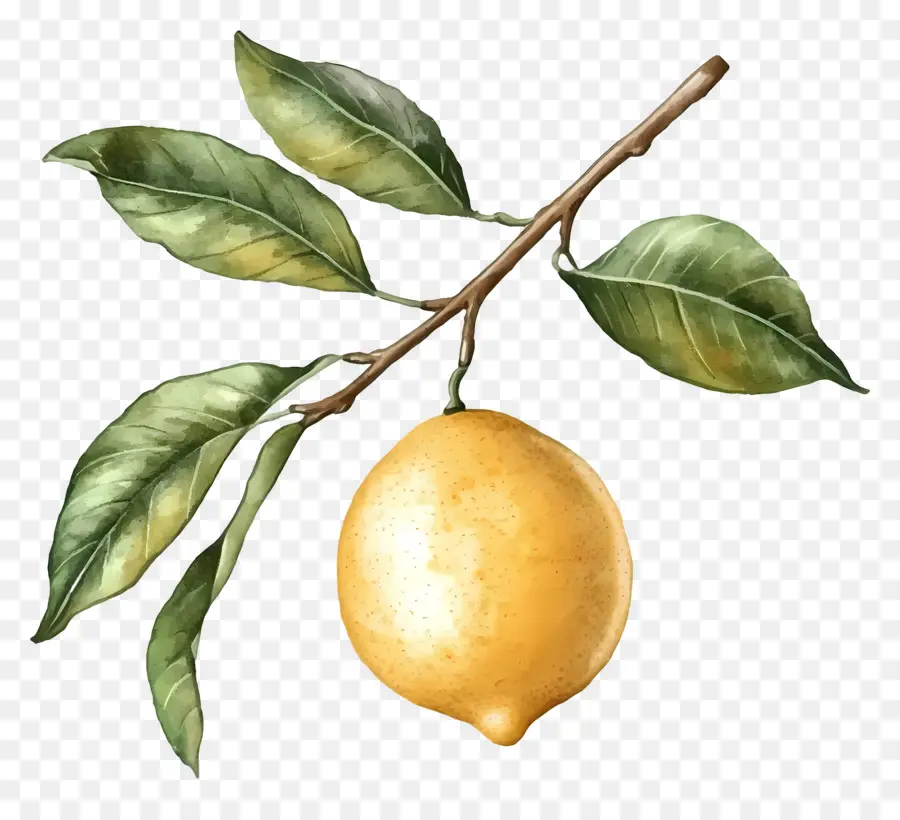 Suluboya Limon，Tek Limon PNG