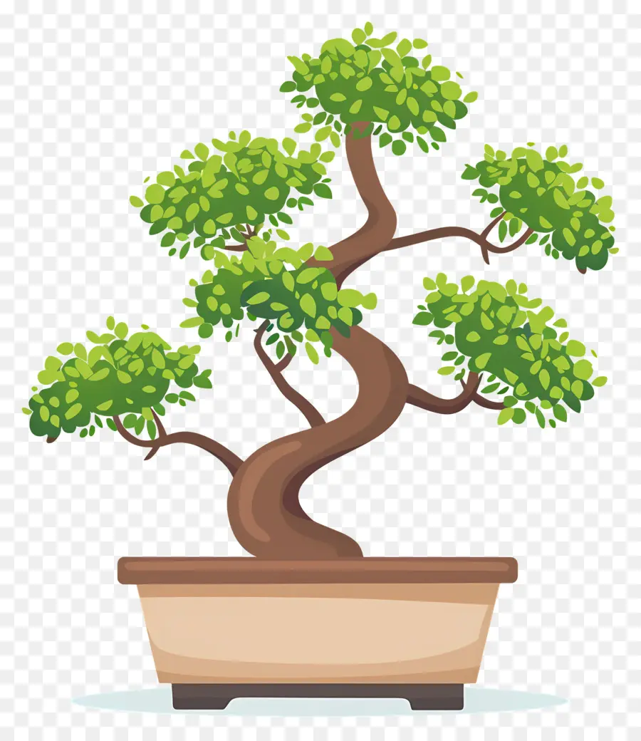 Bonsai Ağacı，Bitki PNG