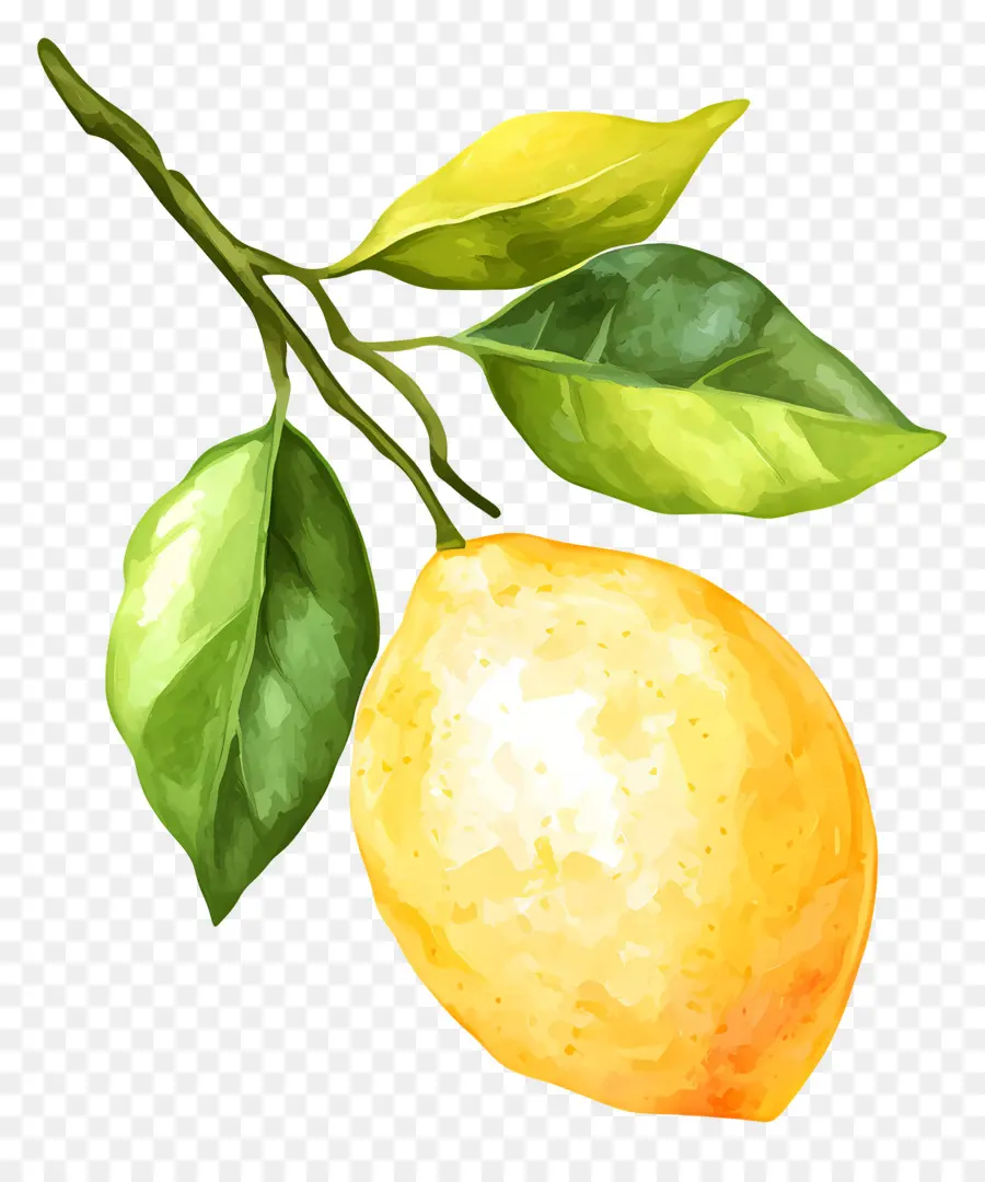 Suluboya Limon，Tek Limon PNG