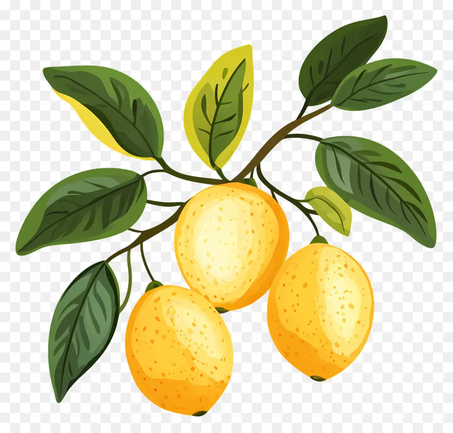 Suluboya Limon，Sarı Limonlar PNG