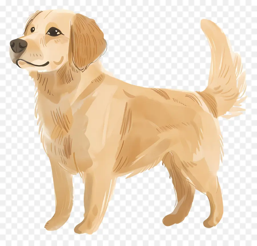 Köpek Golden Retriever，Golden Retriever PNG