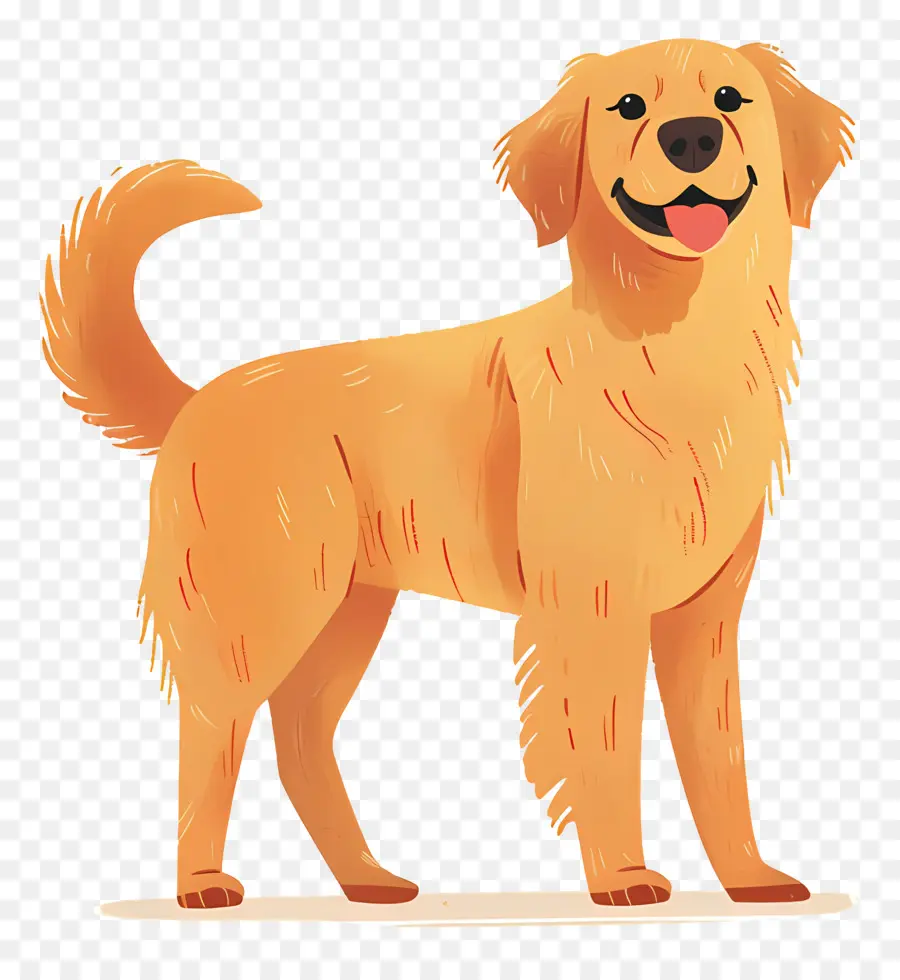 Köpek Golden Retriever，Altın Köpek PNG