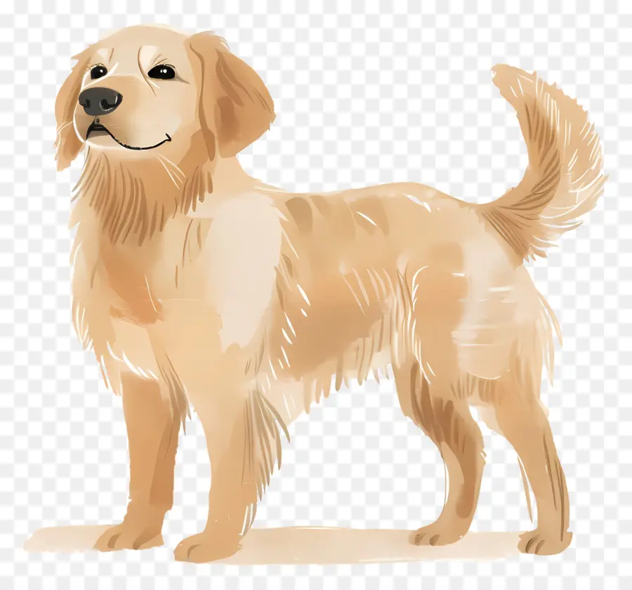 Köpek Golden Retriever，Golden Retriever PNG