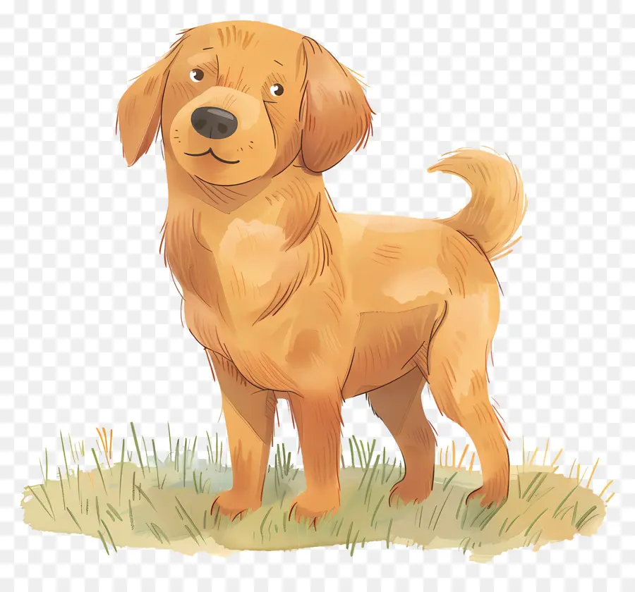 Köpek Golden Retriever，Kahverengi Köpek PNG