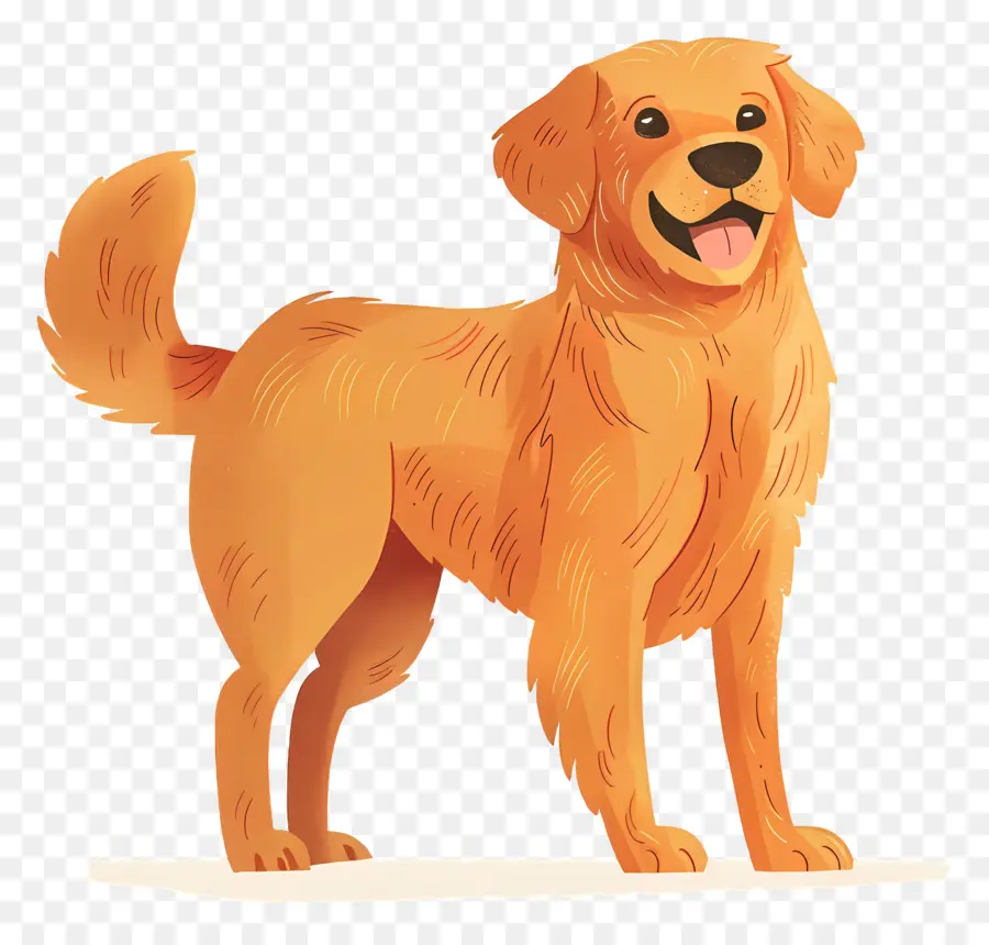 Köpek Golden Retriever，Golden Retriever PNG