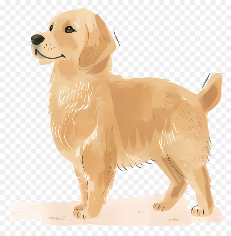 Köpek Golden Retriever，Golden Retriever PNG