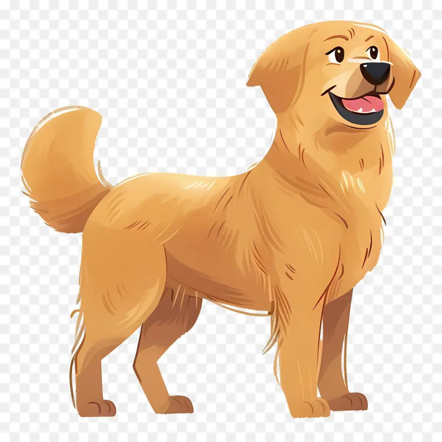 Köpek Golden Retriever，Golden Retriever PNG