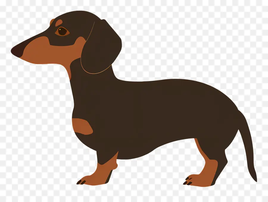 Animasyonlu Köpek，Kahverengi Dachshund PNG