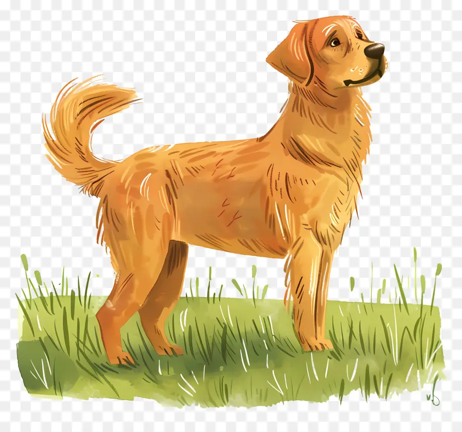 Köpek Golden Retriever，Golden Retriever PNG