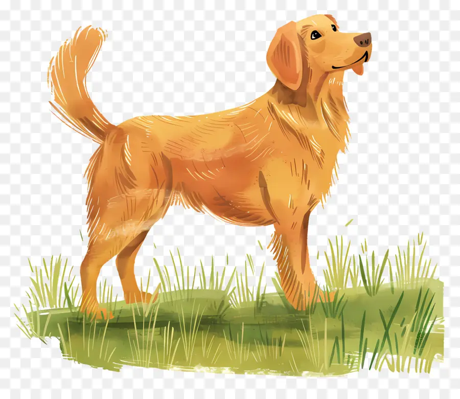 Köpek Golden Retriever，Golden Retriever PNG