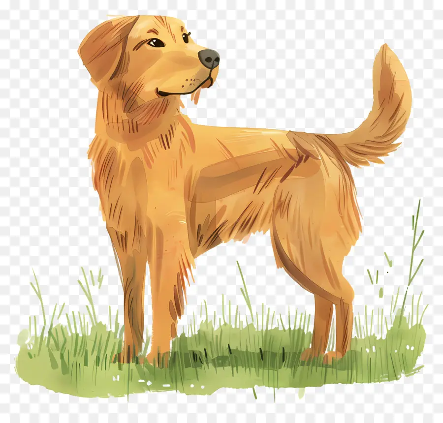 Köpek Golden Retriever，Golden Retriever PNG