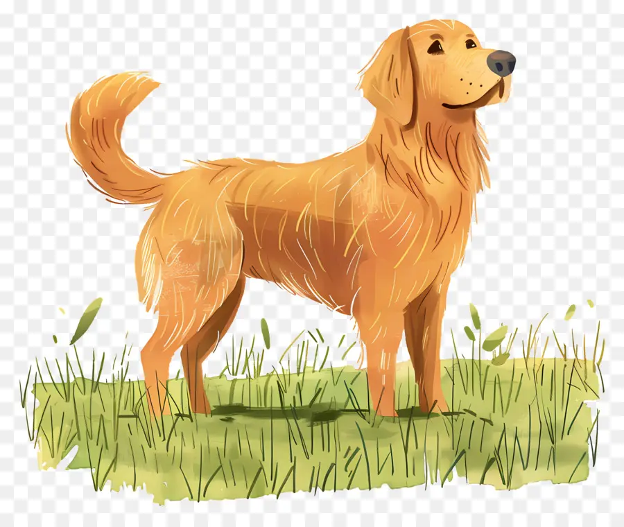 Köpek Golden Retriever，Golden Retriever PNG