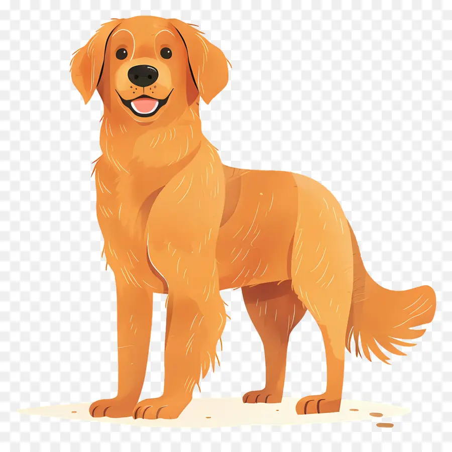 Köpek Golden Retriever，Golden Retriever PNG