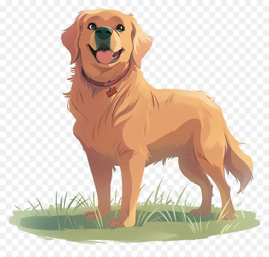 Köpek Golden Retriever，Golden Retriever PNG