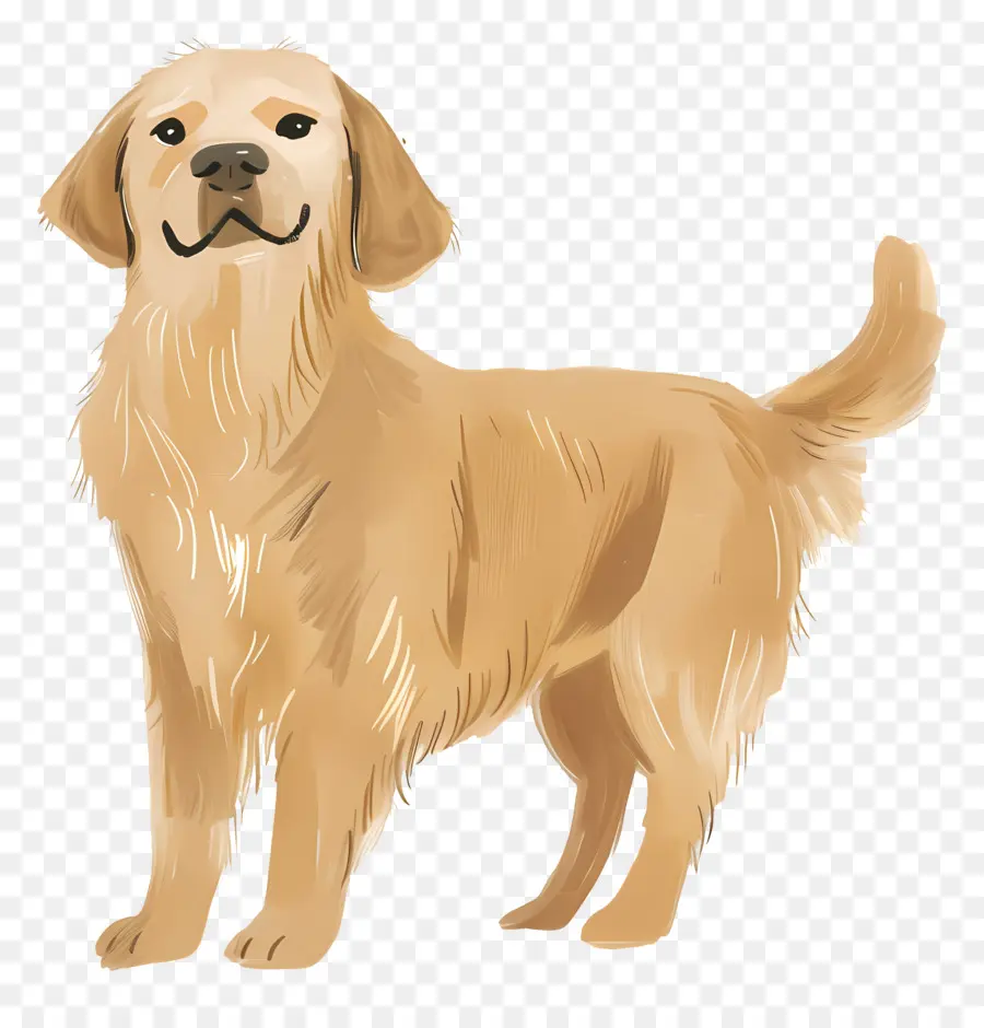 Köpek Golden Retriever，Golden Retriever PNG