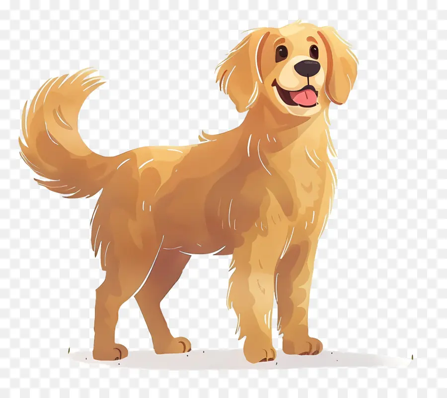 Köpek Golden Retriever，Golden Retriever PNG