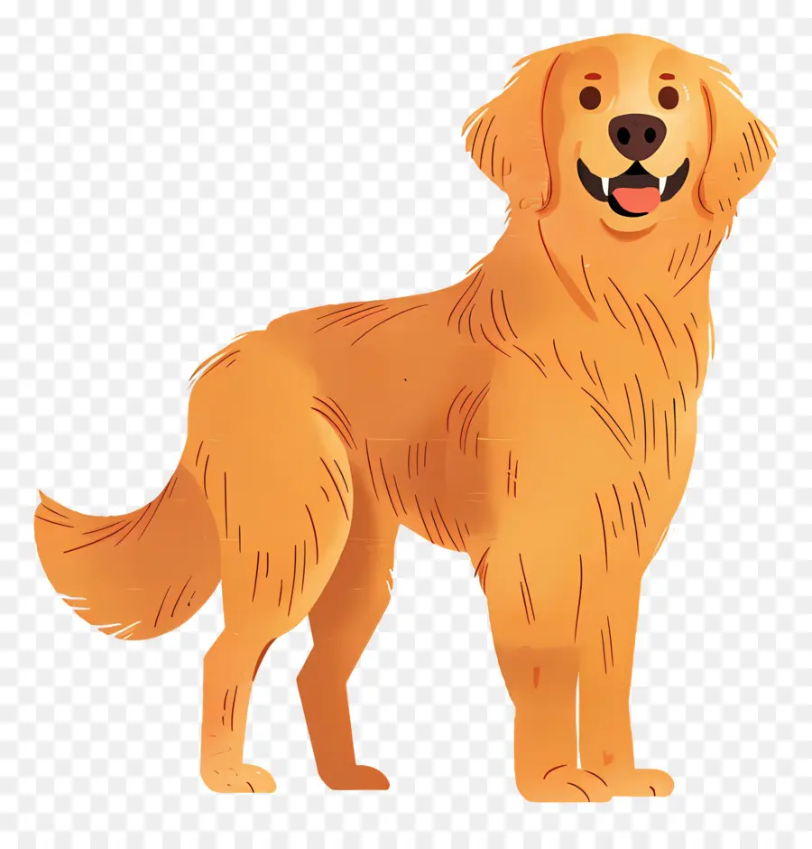 Köpek Golden Retriever，Golden Retriever PNG