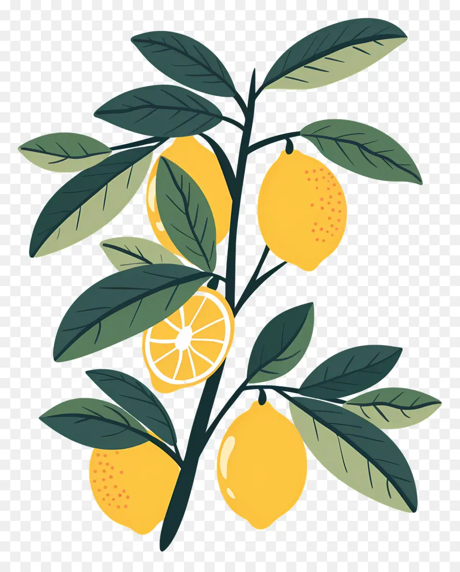 Yapraklı Limonlar，Limon Ve Çiçekler PNG